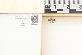 Media type: image;   Entomology 768391 Aspect: Labels